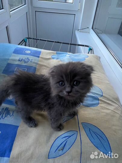 Котенок в добрые руки