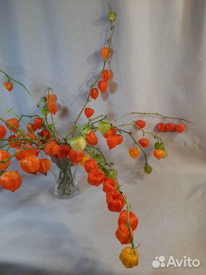 Физалис сухоцвет