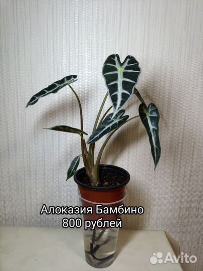 Калатея Электрик шок, алоказия Бамбино