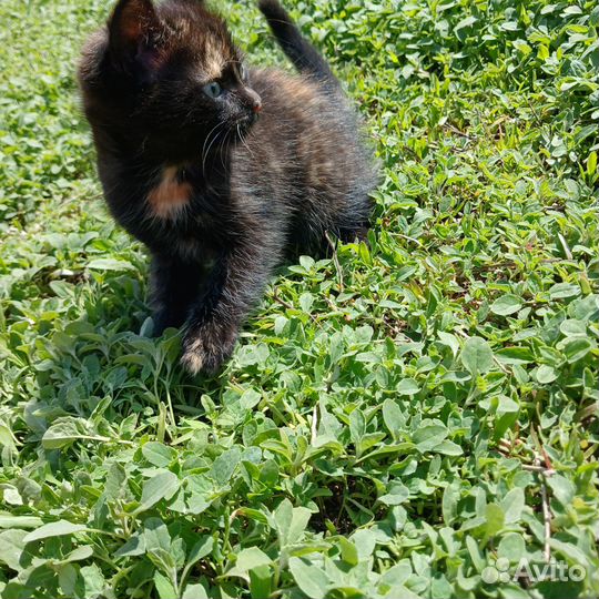 Котенок, трехцветная девочка