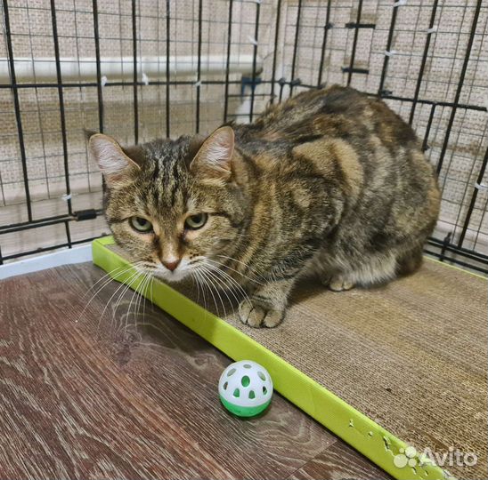 Стерилизованная Маша-милаша в руки Надёжных хозяев