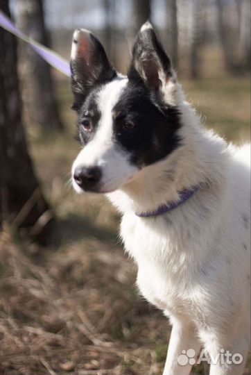 Малышу Мустангу плохо в приюте