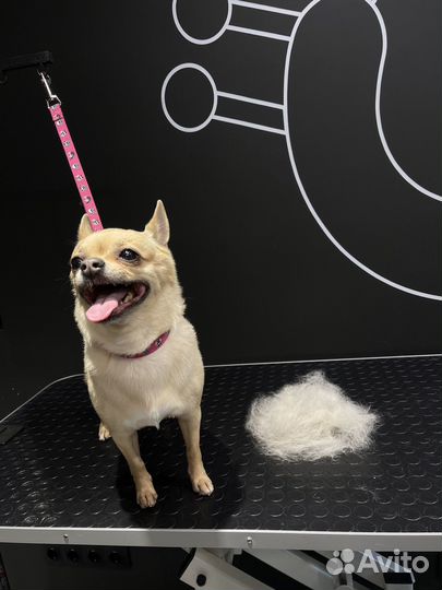 Грумер / Стрижка собак / Стрижка кошек