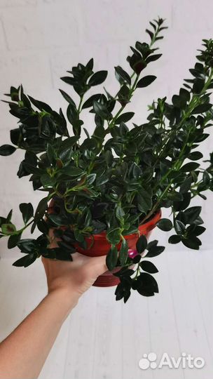 Гипоцирта – золотая рыбка, нематантус