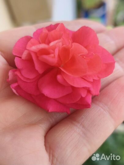 Пеларгония юв Византия