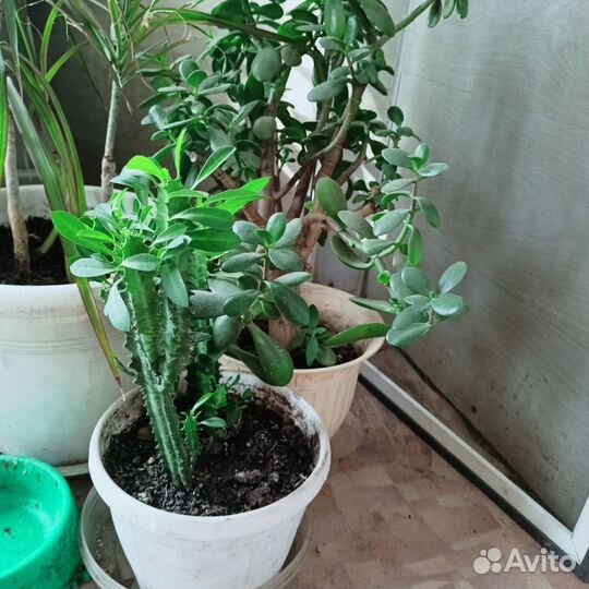 Комнатные цветы бесплатно