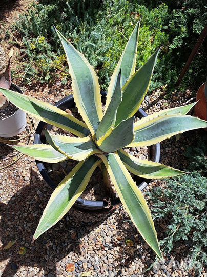 Американская агава