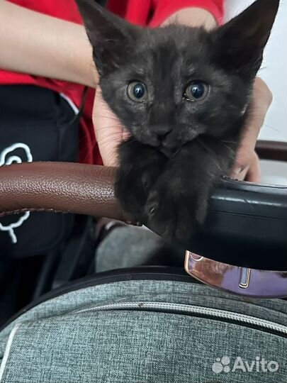 Кошка в дар бесплатно