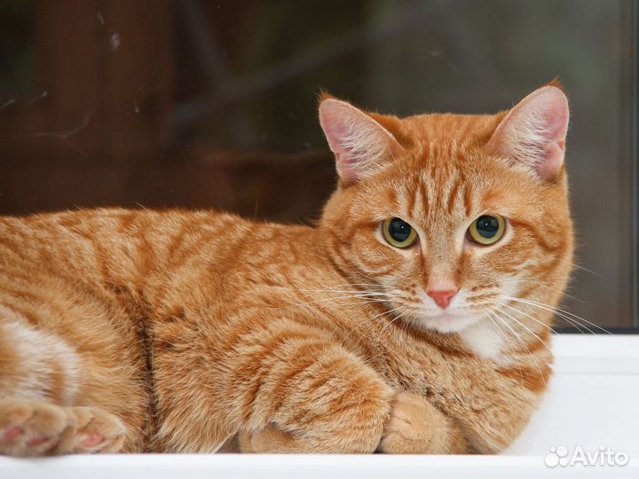 Рыжая кошка - редкость