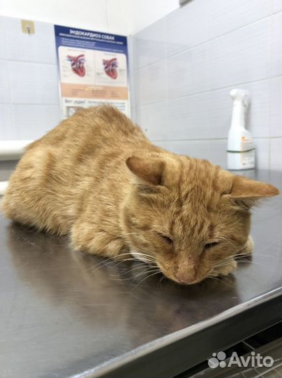 Рыжий кот в добрые руки
