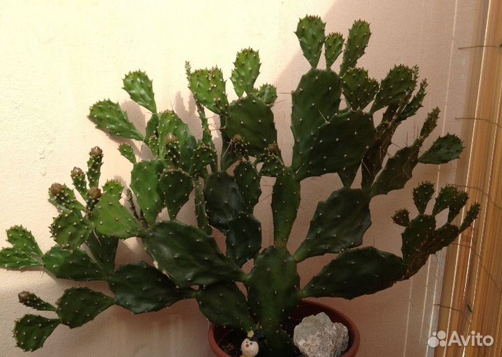 Кактус опунция