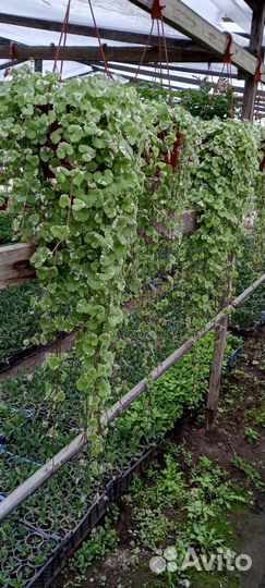 Цветы петуния