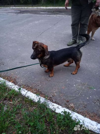 Помесь с бассетом или таксой