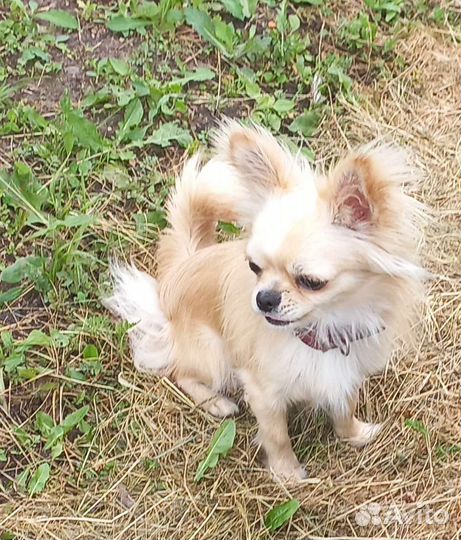 Мини чихуахуа вязка