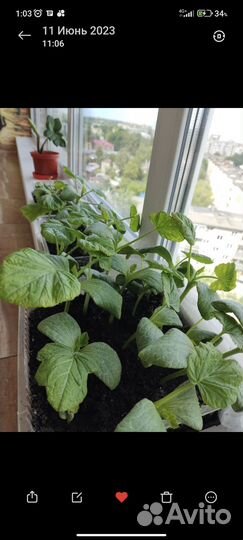 Рассада помидор, тыквы, кабачков