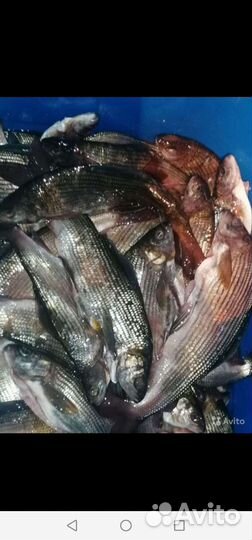 Рыба Хариус