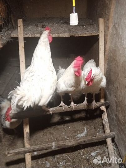 Продам петухов пушкинских