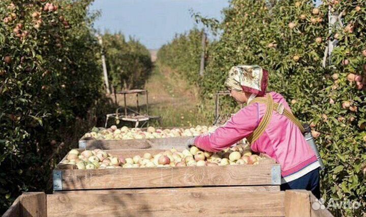 Сборщик яблок в саду с проживанием