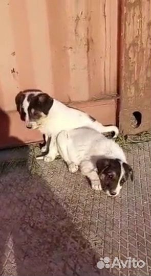 Щенки 2 месяца с доставкой