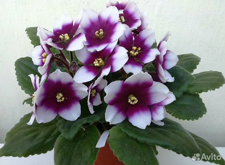 Сортовые фиалки