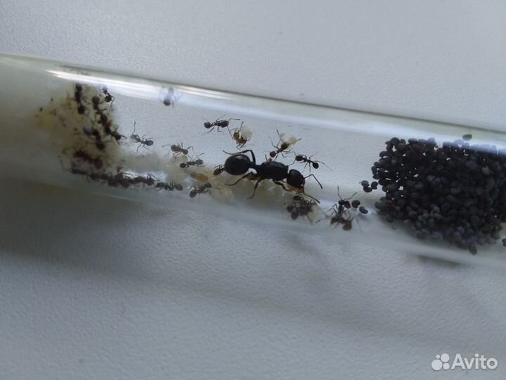 Муравьи жнецы (Messor Structor)