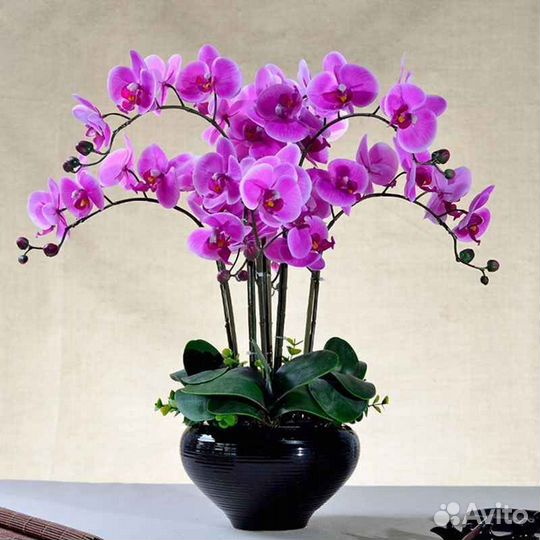 Орхидея реанимация