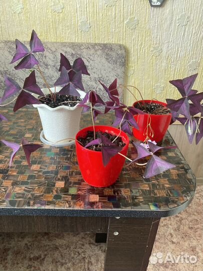 Оксалис (кислица)