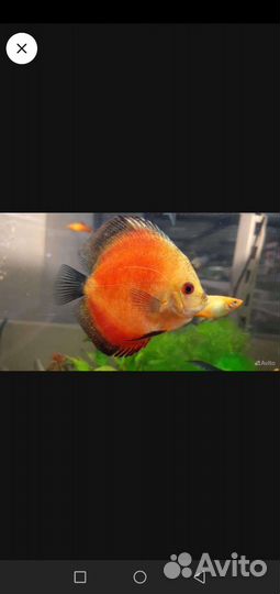 Цихлазома северум, Цихлазома манагуанская, Акара б