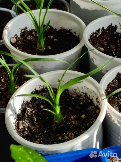 Бутылочное дерево нолина