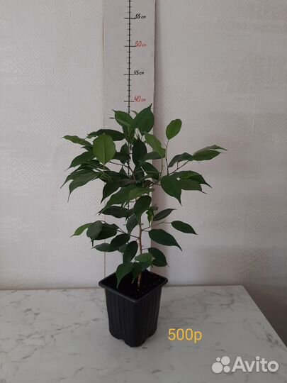 Фикус. Комнатные растения