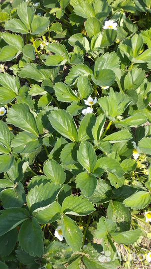 Земляника, клубника, помидоры