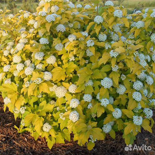 Декоративные кустарники