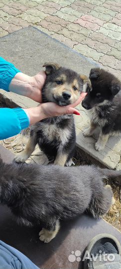Помесь овчарки и хаски