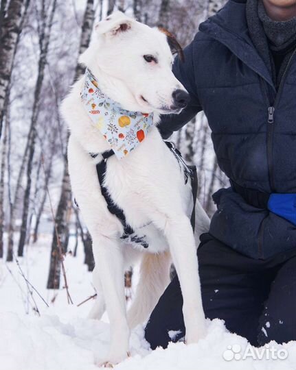 Молодой пёс в добрые руки