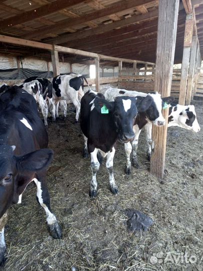 Продажа телят