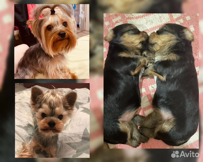 Йоркширский терьер