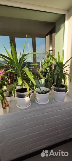 Комнатные цветы - пальма Юкка, Алоэ, толстянка