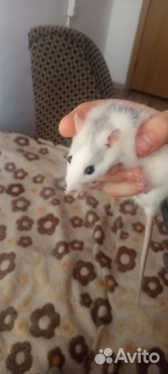 Домашние крысы