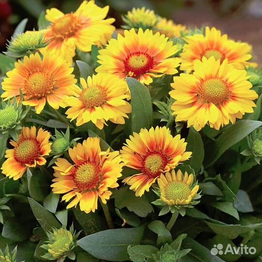 Гайлардия Аризона