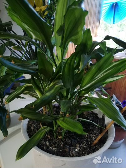 Пальма драцена