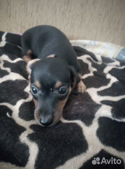 Щенки таксы