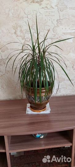 Пальма драцена