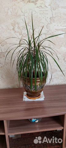 Пальма драцена