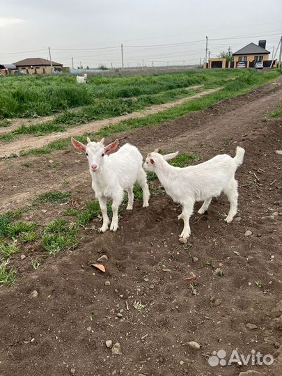 Коза и козлята