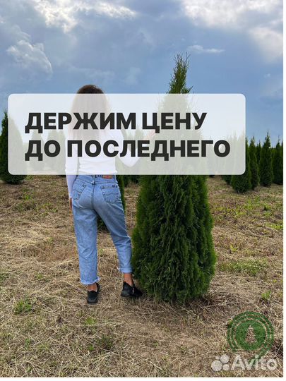 Туя смарагд