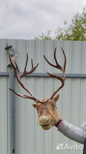 Чучело Рога и голова Оленя