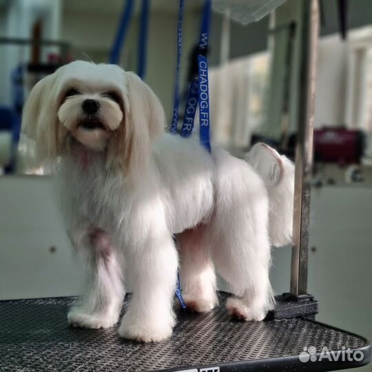 Бесплатная стрижка собак (шитцу, мальтезе)