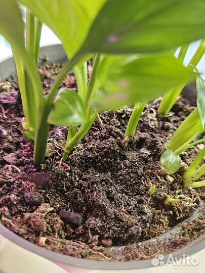 Спатифилум