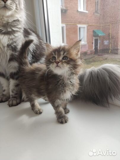 Котята мейн-кун