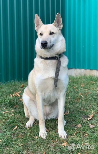 Жучка в поисках дома